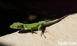 Gecko