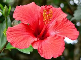 Hawaii State Flower