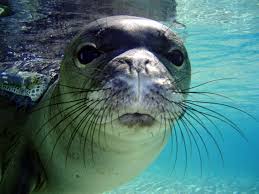 Hawaiian monk seal