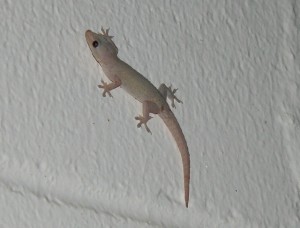 Kauai Geckos