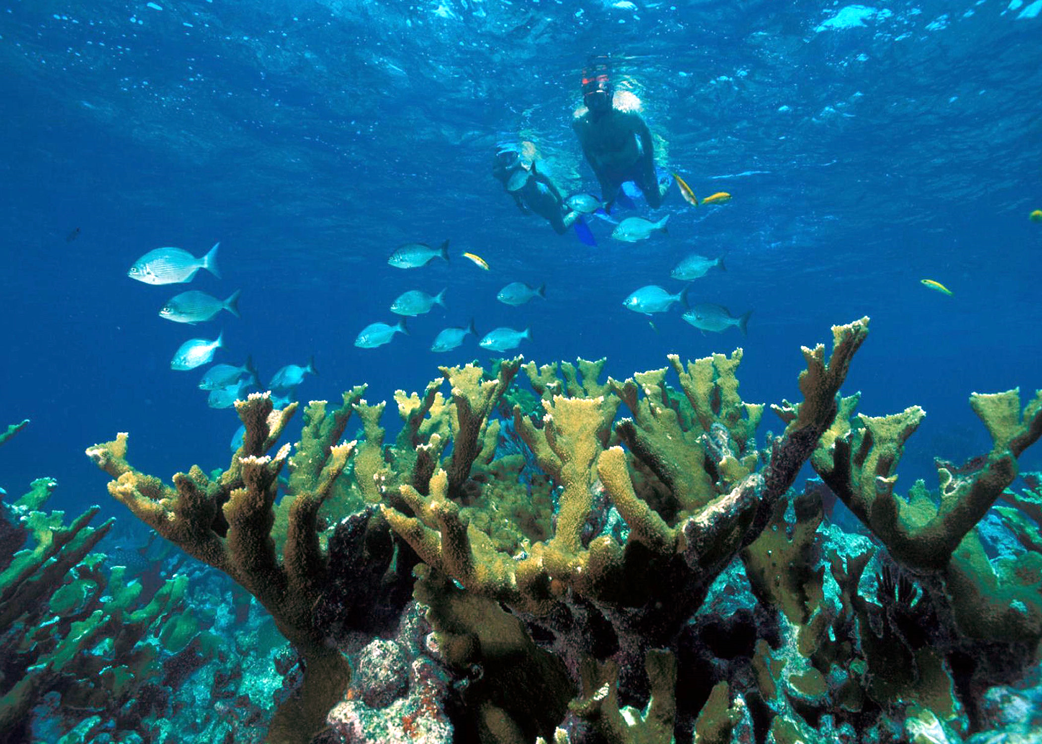 Kauai Snorkeling