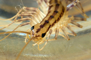 hawaii centipedes