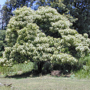 Hawaii State Tree